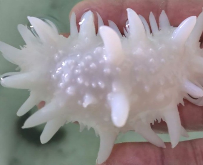 Белый «комочек» из глубин: в Приморье найдено необычное морское животное Белый «комочек» из глубин: в Приморье найдено необычное морское животное