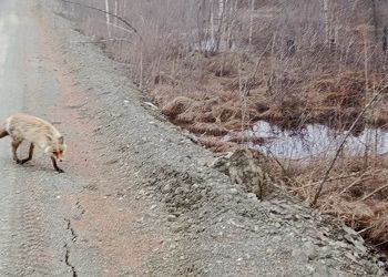 Лису с угощением сняли на трассе возле поселка в Приамурье