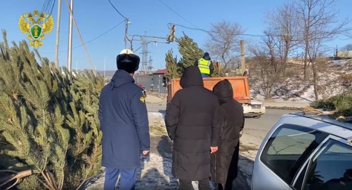 Начались проверки: десятки нелегальных ёлок изъяли из продажи во Владивостоке Начались проверки: десятки нелегальных ёлок изъяли из продажи во Владивостоке