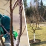 Апрельские работы на даче: как получить рекордный урожай черной смородины?