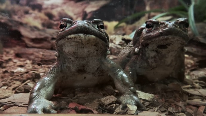 Ленинградский зоопарк раскрыл характер колорадской жабы Ленинградский зоопарк раскрыл характер колорадской жабы
