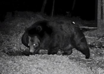 Успешно прошедший зажировку медведь попал на видео в Амурской области