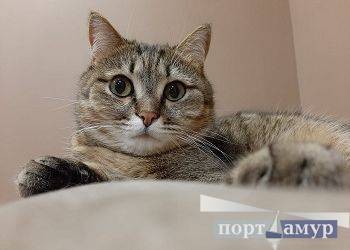 Девам дорого обойдутся перемены, Тельцам надо сделать первый шаг