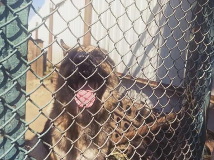 Голодные собаки подняли на уши жителей Костромской области Голодные собаки подняли на уши жителей Костромской области