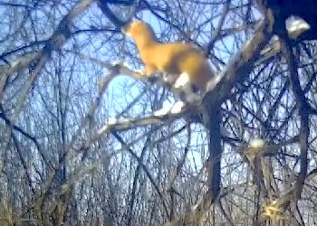 Колонка-акробата запечатлели в зимнем лесу в Приамурье Колонка-акробата запечатлели в зимнем лесу в Приамурье
