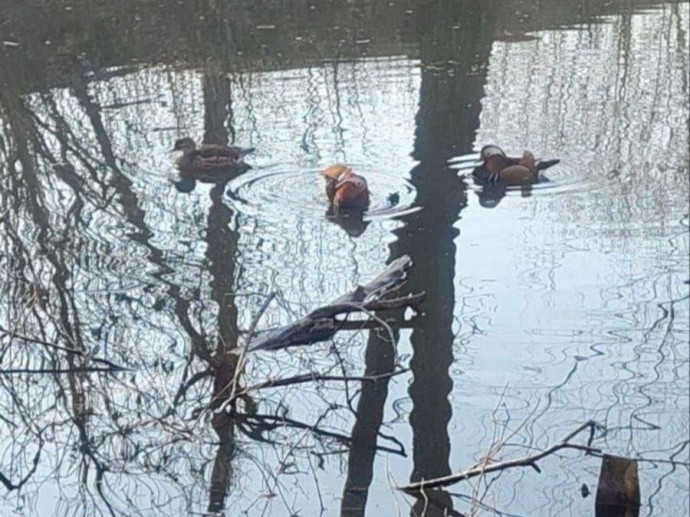 Семья уток-мандаринок может погибнуть во Владивостоке