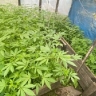 Больше сотни кустов конопли нашли полицейские у амурчанина