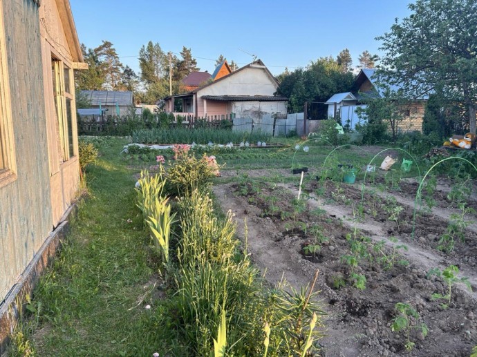 Настой из крапивы и одуванчика заменит покупные удобрения — рекомендации садоводов