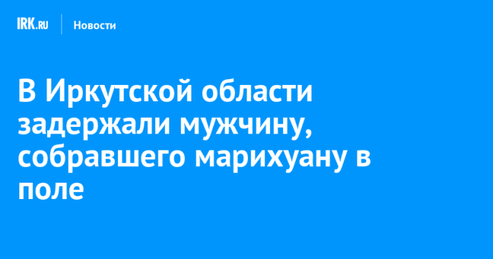 В Иркутской области задержали мужчину, собравшего марихуану в поле В Иркутской области задержали мужчину, собравшего марихуану в поле