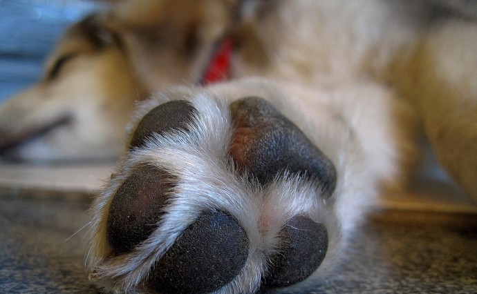 "Дети бились в истерике": автомобиль задавил домашнюю собаку в Южно-Сахалинске