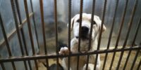 Игры с цифрами: в Астраханской области посчитали бродячих собак