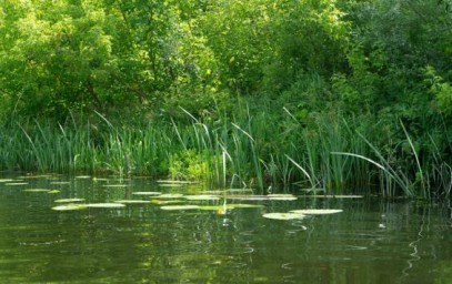 С начала года в Курской области утонули 29 человек: летом — 10, большинство на диких пляжах