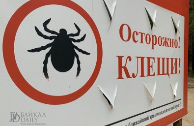 Клещи в Бурятии искусали более 3 тысяч человек