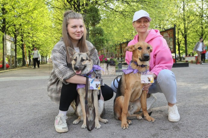 Число зооволонтеров в столице выросло почти на 12% за последний год