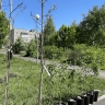 В Магнитогорске появилась новая аллея с деревьями