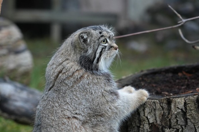 Термин «зажировка» внесли в словарь благодаря манулу Тимофею из Московского зоопарка Термин «зажировка» внесли в словарь благодаря манулу Тимофею из Московского зоопарка