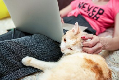 Выбрать любимца из приюта поможет новый сервис «Моспитомец» на mos.ru