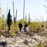В Мордовском заповеднике высадили 65 тысяч сеянцев деревьев в рамках лесовосстановления
