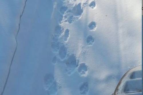 В Магдагачинском заказнике заметили следы стаи волков В Магдагачинском заказнике заметили следы стаи волков