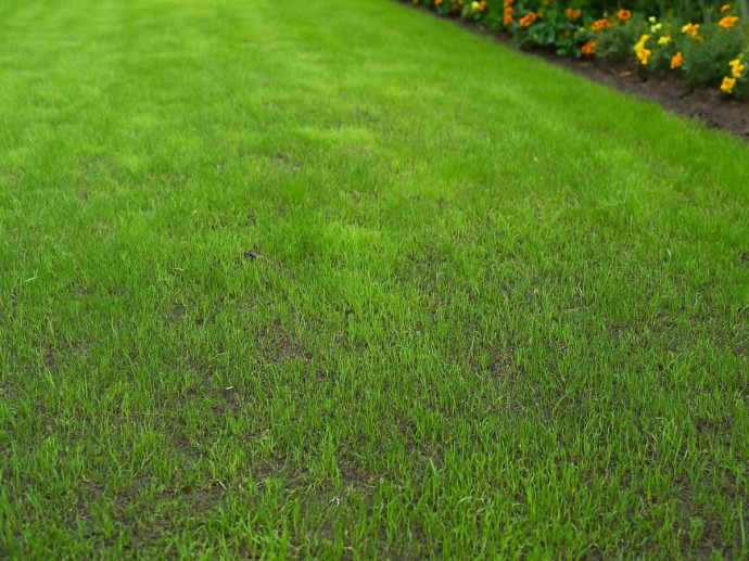 Посев газона в спящем состоянии применяют для трав холодного сезона — Actualno Посев газона в спящем состоянии применяют для трав холодного сезона — Actualno