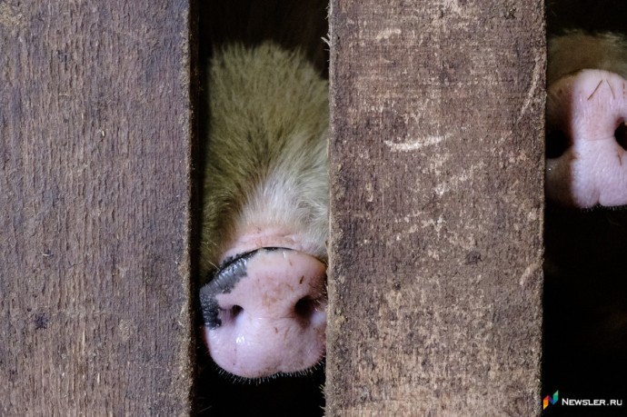 В Юрьянском районе хозяйку свиней оштрафовали за нарушения ветеринарных правил В Юрьянском районе хозяйку свиней оштрафовали за нарушения ветеринарных правил