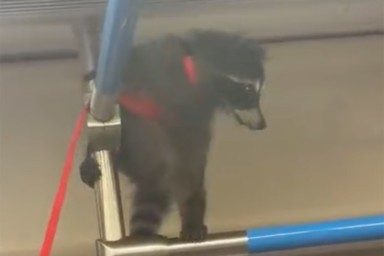 Очевидцы сняли на видео енота в московском метро