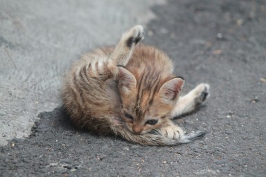 Тело замученного в Котельниках котенка не забрали на экспертизу