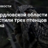 В Свердловской области выпустили трех птенцов филина