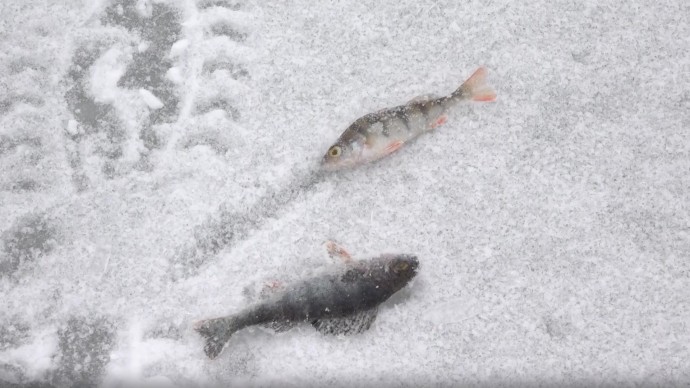Ярославцам напомнили о правилах любительской ловли рыбы Ярославцам напомнили о правилах любительской ловли рыбы