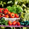 «Магнит» продал компанию по производству овощей в Липецкой области