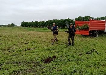 Молодой лес появился в Березовском заказнике в Приамурье