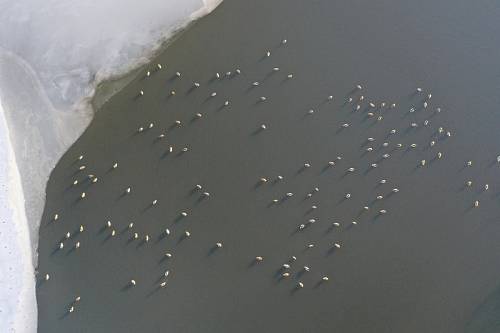 Около сотни уток заметили на незамерзшем амурском озере