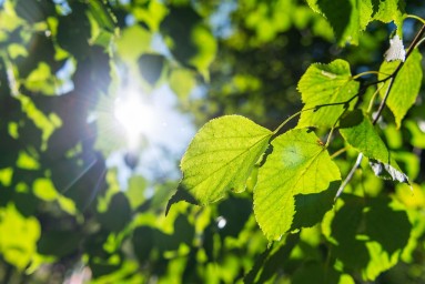 Экологический след