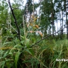 «Природа – наше всё». Для чего в Белгороде создают новую охраняемую территорию