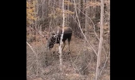 Минэкологии Якутии: «запутавшийся в оптоволоконном кабеле лось погиб»