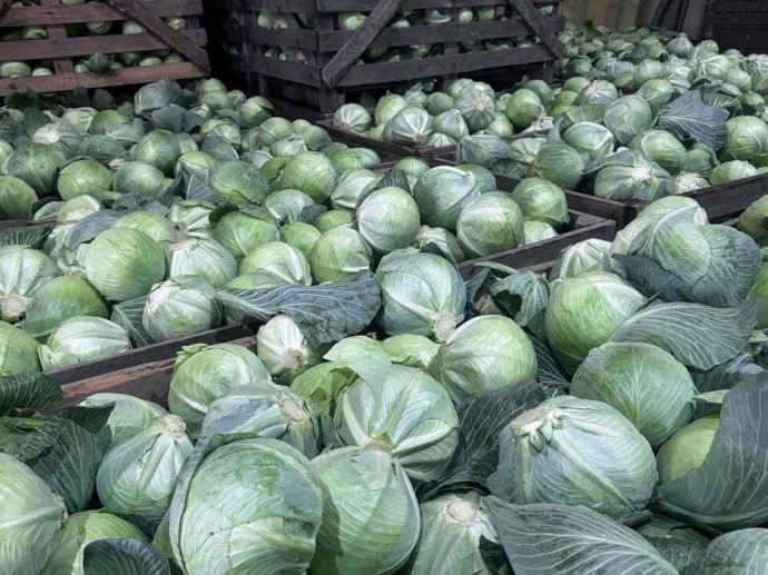 Уборочная кампания в Ярославской области завершилась с хорошими результатами Уборочная кампания в Ярославской области завершилась с хорошими результатами