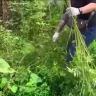 Полиция нашла в огородах пенсионеров богатый «урожай» - 162 куста конопли