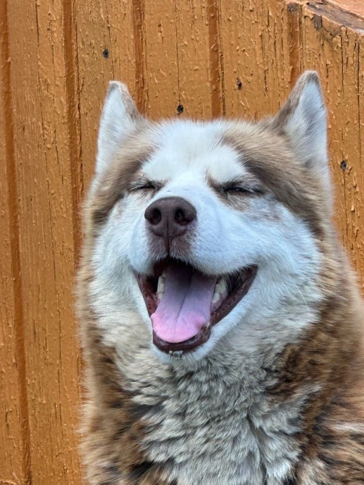 Костромичи могут помочь бездомным животным