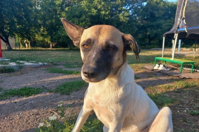 Приюты для бездомных животных планируют открыть в ЛНР Приюты для бездомных животных планируют открыть в ЛНР