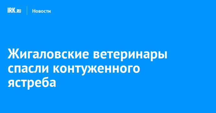Жигаловские ветеринары спасли контуженного ястреба Жигаловские ветеринары спасли контуженного ястреба