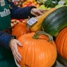 Почти 100 тонн тыкв приобрели посетители московских ярмарок за сезон