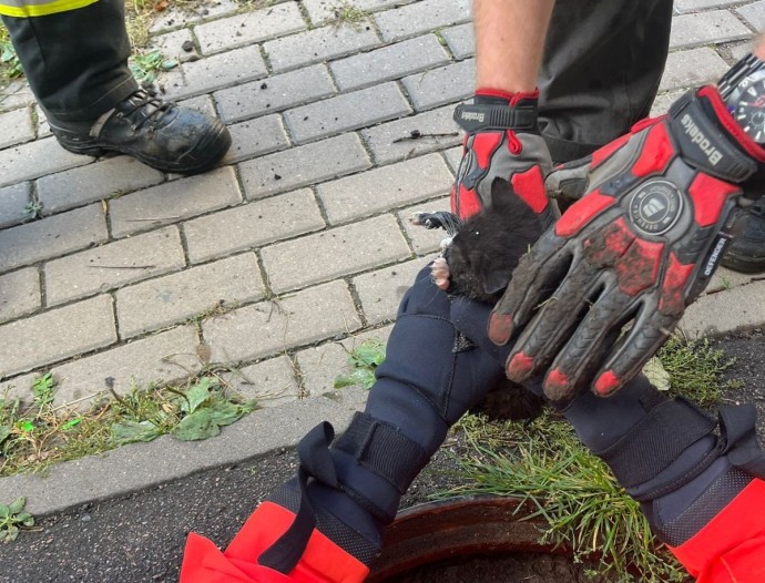 Из канализации на Караваевской улице спасли котенка Из канализации на Караваевской улице спасли котенка