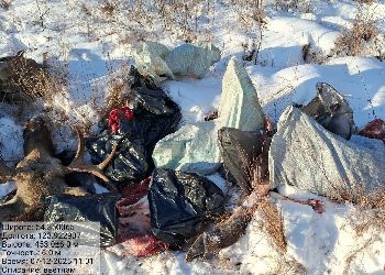 На севере Приамурья браконьеры застрелили лося и изюбря