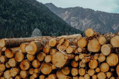 Германия — Кофе и мясо станут роскошью: ЕС объявил войну вырубке лесов