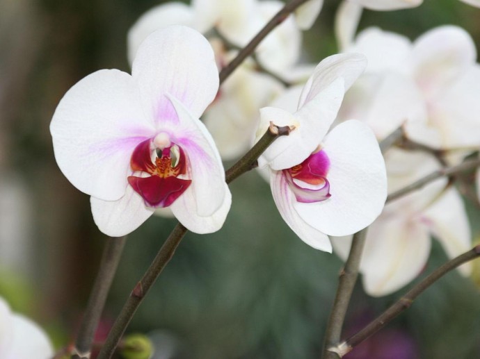 Полив орхидей тёплой водой снижает риск повреждения корней — Southern Living