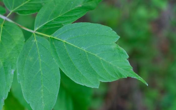 В Курской области выявили новые очаги амброзии и повилики В Курской области выявили новые очаги амброзии и повилики