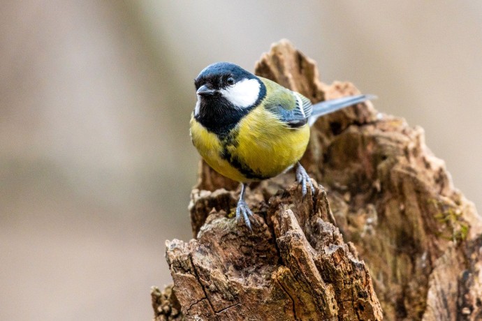 Синичкин день