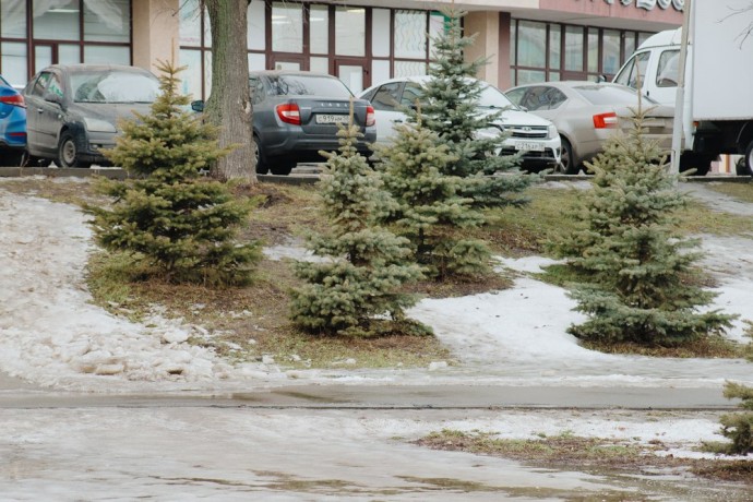 В Пензенской области высадят 40 тысяч деревьев в рамках акции «Сад памяти»