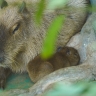 Трехмесячных капибар из Московского зоопарка назвали в честь Фиксиков