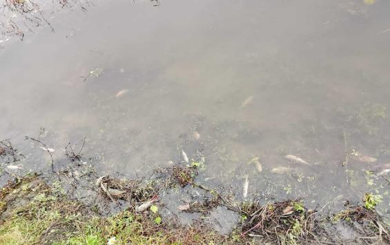На Сейме в Курской области обнаружили массовую гибель рыбы На Сейме в Курской области обнаружили массовую гибель рыбы